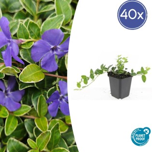 40X Vinca Minor 'Ralph Shugert' - ↕10-25Cm - Ø9Cm