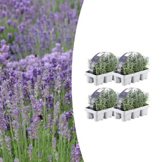 4X 6 Pack Lavendel Angustifolia - Ø7 Cm - ↕15 Cm