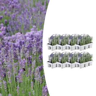 8 X 6 Pack Lavendel Angustifolia - Ø7 Cm - ↕15 Cm