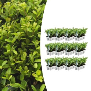 12 X 6 Pack Ilex Crenata 'Jenny' - Ø7 Cm - ↕15 Cm