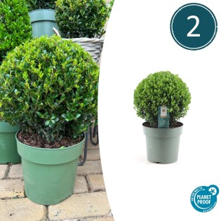 2X Ilex Crenata 'Jenny' Ball Xl | Set Of 2 Pieces | 25 Cm Ø