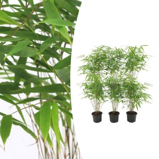 6X Fargesia Rufa Ø13 Cm – ↕25 Cm Bamboo