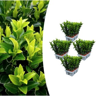 4 X 6-Pack Euonymus 'Green Spire' – Ø 7 Cm – ↨ 15 Cm