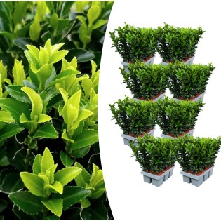 8 X 6-Pack Euonymus 'Green Spire' – Ø 7 Cm – ↨ 15 Cm