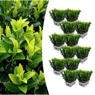 12 X 6-Pack Euonymus 'Green Spire' – Ø 7 Cm – ↨ 15 Cm