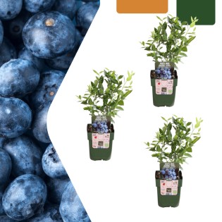 3 X Blueberry Plants Organic – Ø 13 Cm – ↨ 20 Cm