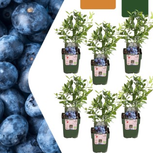 6 X Blueberry Plants Organic – Ø 13 Cm – ↨ 20 Cm