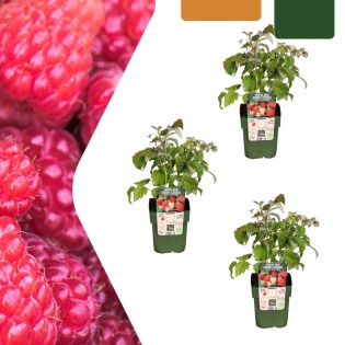 3 X Organic Raspberry Plants – Ø 13 Cm – ↨ 20 Cm