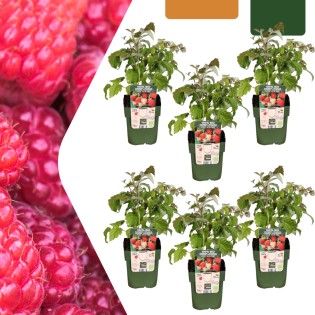 6 X Organic Raspberry Plants – Ø 13 Cm – ↨ 20 Cm