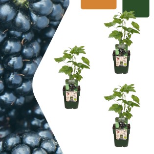 3 X Organic Blackberry Plants – Ø 13 Cm – ↨ 20 Cm