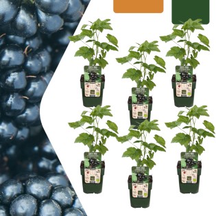 6 X Organic Blackberry Plants – Ø 13 Cm – ↨ 20 Cm