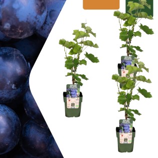 3 X Organic Grape Plants – Ø 13 Cm – ↨ 20 Cm