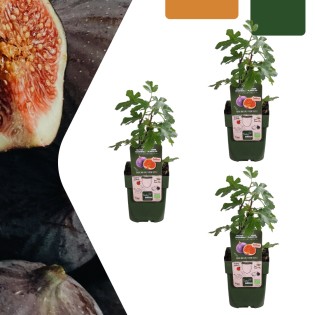 3 X Organic Fig Trees – Ø 13 Cm – ↨ 20 Cm