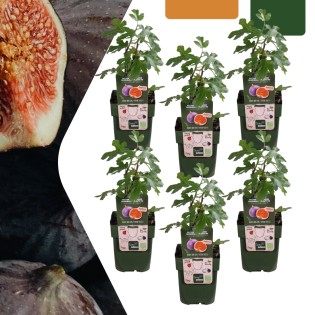 6 X Organic Fig Trees – Ø 13 Cm – ↨ 20 Cm