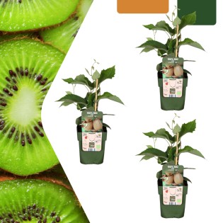 3 X Organic Kiwi Plants – Ø 13 Cm – ↨ 20 Cm