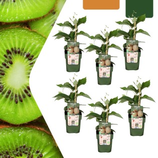 6 X Organic Kiwi Plants – Ø 13 Cm – ↨ 20 Cm