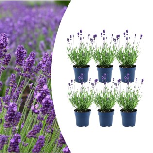 6X Lavandula Stoechas Anouk® – 12 Cm Pot – Set Of 6 French Lavenders