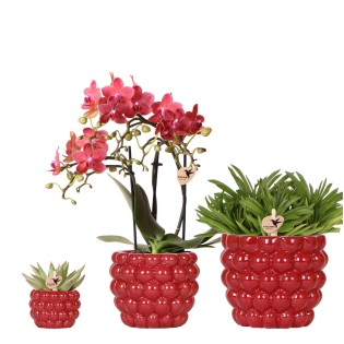 Kolibri Company | Plant Set Red Phalaenopsis Orchid Congo And Succulents Incl. Ceramic Berry Decorative Pots