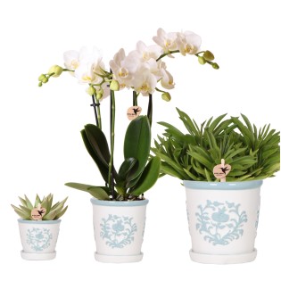 Kolibri Company | Plant Set White Phalaenopsis Orchid Amabilis And Succulents Incl. Ceramic Malaga Decorative Pots