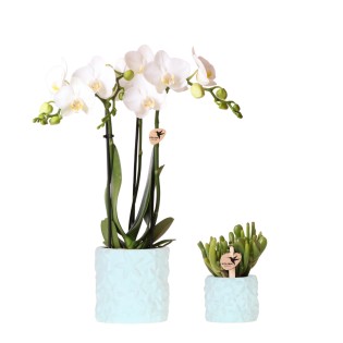 Kolibri Company | Plant Set Star Fish Blue | White Phalaenopsis Orchid Amabilis And Succulent Incl. Ceramic Decorative Pots