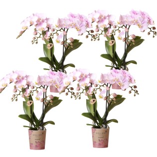 Kolibri Orchids | Combi Deal Of 4 Phalaenopsis Orchids - Portugal - Pot Size Ø9Cm | Flowering Houseplant - Fresh From The Grower