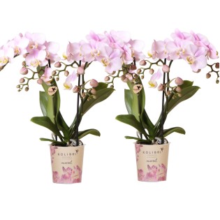 Kolibri Orchids | Combi Deal Of 4 Phalaenopsis Orchids - Portugal - Pot Size Ø9Cm | Flowering Houseplant - Fresh From The Grower