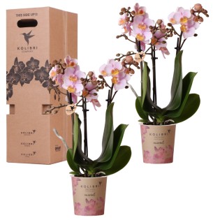 Kolibri Orchids - Single-Color Surprise Box - Plant Value Box - Surprise Box With 2 Orchids - Fresh From The Grower