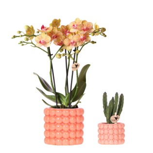 Kolibri Company | Plant Set Poppy Orange | Orange Phalaenopsis Orchid Jamaica And Succulent Incl. Ceramic Decorative Pots