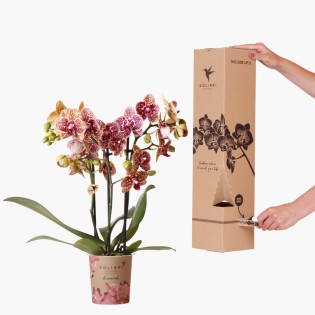 Kolibri Orchids – Surprise Diamond – Surprise Box With 1X Kolibri Diamond Orchid Ø9Cm – Fresh From The Grower