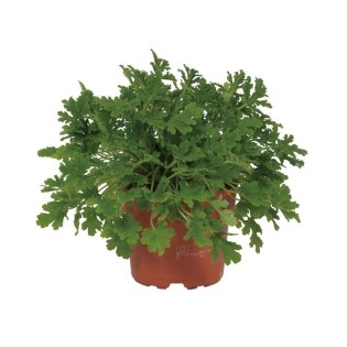 Pelargonium Citrosa 12Cm - Ø12Cm - ↕18Cm