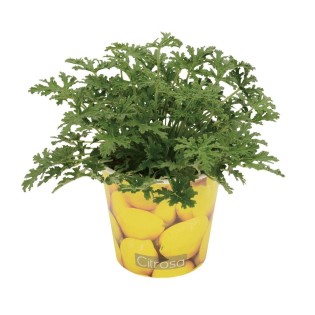 Pelargonium Citrosa 12Cm - Beker Citroen - Ø12Cm - ↕18Cm