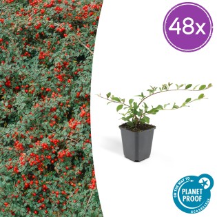 48X Cotoneaster Dam. 'Major' - ↕25Cm - Ø9Cm
