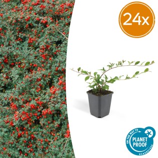 24X Cotoneaster Dammeri - ↕10-25Cm - Ø9Cm