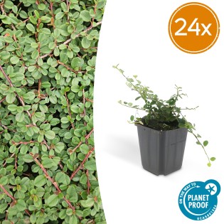 24X Cotoneaster Pr. 'Queen Of Carpets' - ↕10-25Cm - Ø9Cm