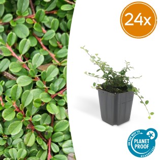 24X Cotoneaster Pr. 'Streib's Findling' - ↕10-25Cm - Ø9Cm
