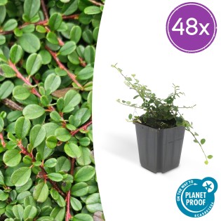 48X Cotoneaster Pr. 'Streib's Findling' - ↕10-25Cm - Ø9Cm