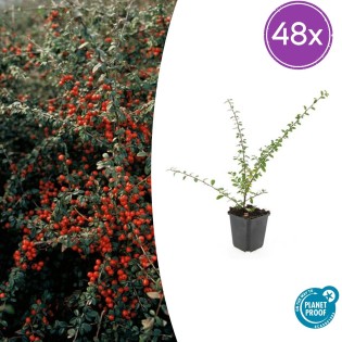 48X Cotoneaster Suec. 'Coral Beauty' - ↕10-25Cm - Ø9Cm