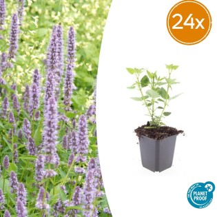 24X Agastache 'Blue Fortune' - ↕10-25Cm - Ø9Cm