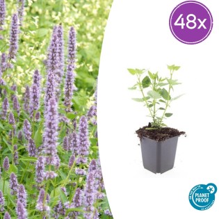 48X Agastache 'Blue Fortune' - ↕10-25Cm - Ø9Cm