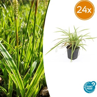 24X Carex Morrowii 'Aureovariegata'  - ↕10-25Cm - Ø9Cm