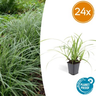 24X Carex Morrowii 'Ice Dance' - ↕10-25Cm - Ø9Cm