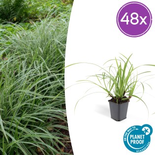 48X Carex Morrowii 'Ice Dance' - ↕10-25Cm - Ø9Cm
