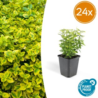 24X Euonymus Fort. 'Emerald 'N Gold’ - ↕10-25Cm - Ø9Cm