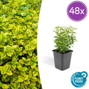48X Euonymus Fort. 'Emerald 'N Gold’ - ↕10-25Cm - Ø9Cm