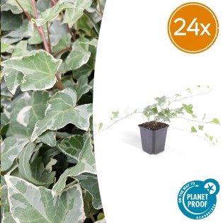 24X Hedera Helix 'Glacier' - ↕10-25Cm - Ø9Cm