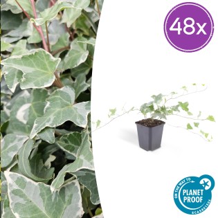 48X Hedera Helix 'Glacier' - ↕10-25Cm - Ø9Cm