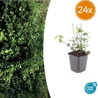 24X Euonymus Fort. 'Coloratus' - ↕10-25Cm - Ø9Cm