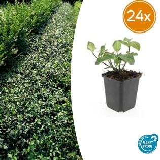 24X Euonymus Fort. 'Dart's Blanket' - ↕10-25Cm - Ø9Cm