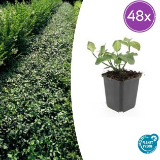 48X Euonymus Fort. 'Dart's Blanket' - ↕10-25Cm - Ø9Cm