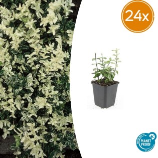 24X Euonymus Fort. 'Harlequin' - ↕10-25Cm - Ø9Cm
